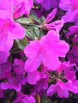 杜鹃花