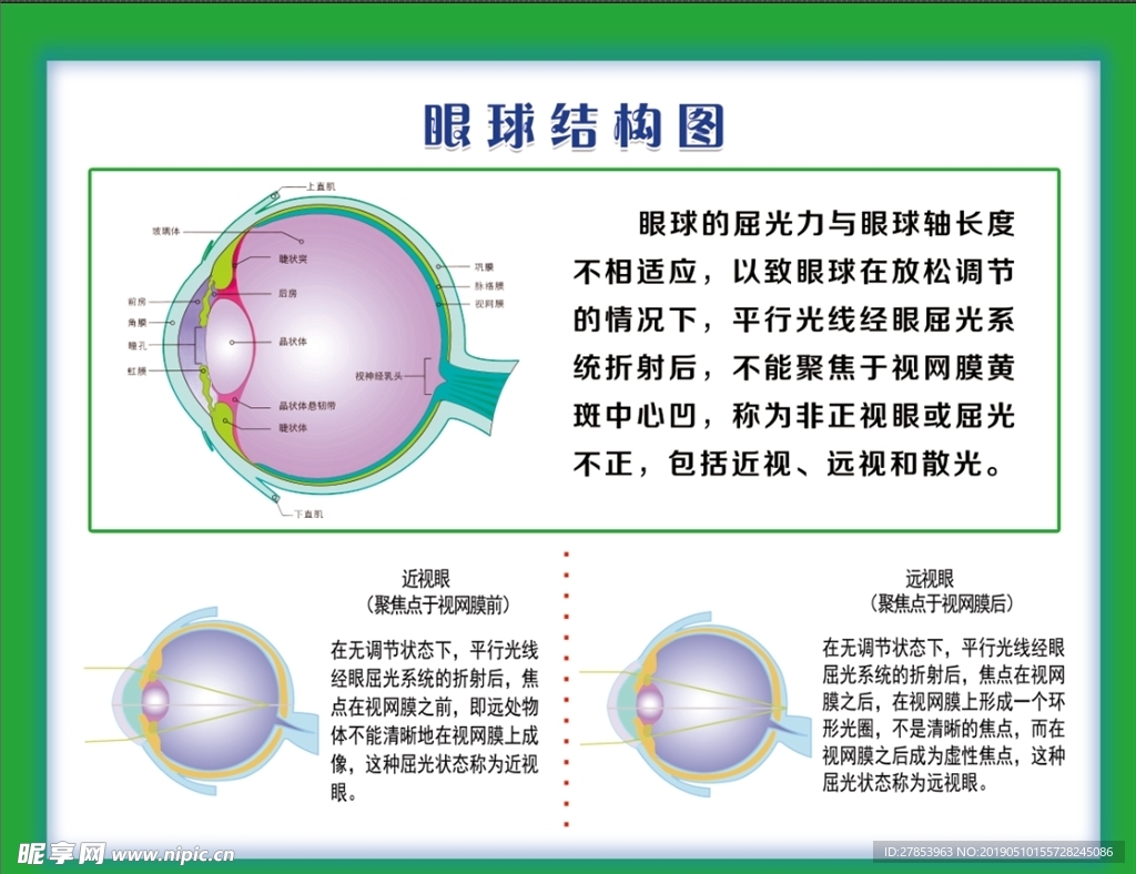 眼结构图