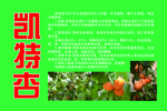 凯特杏