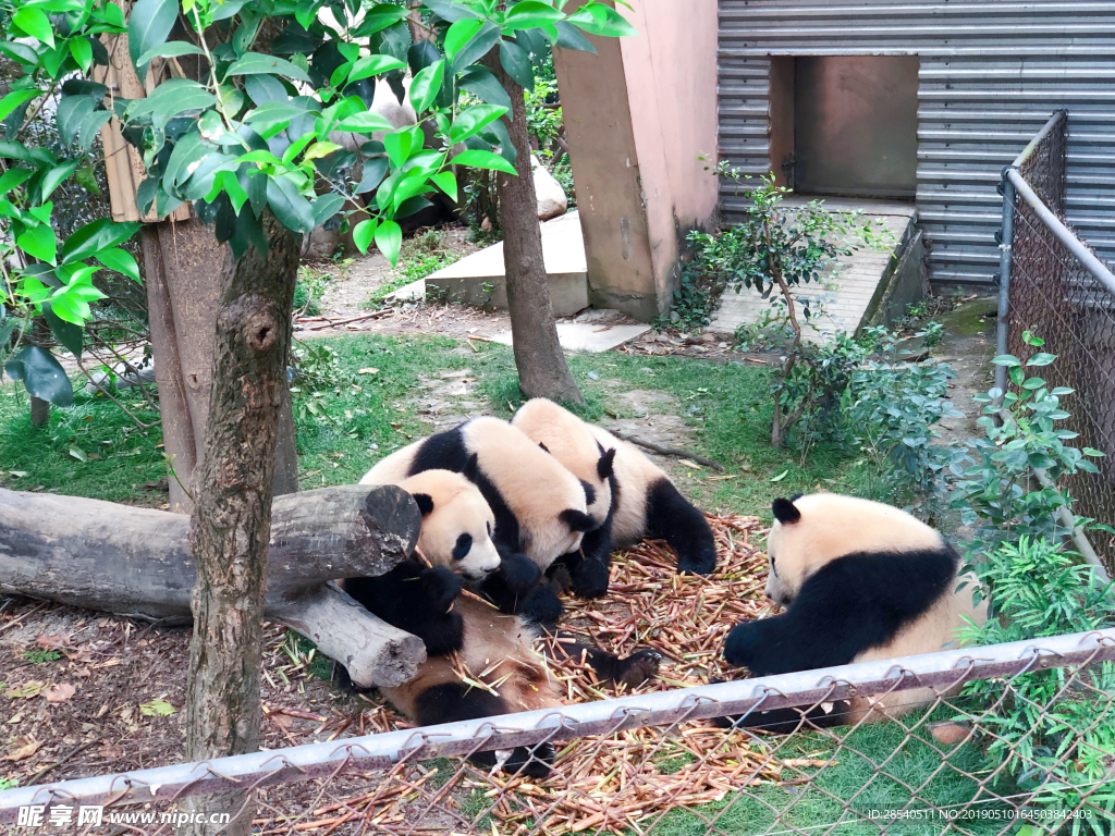 大熊猫图片