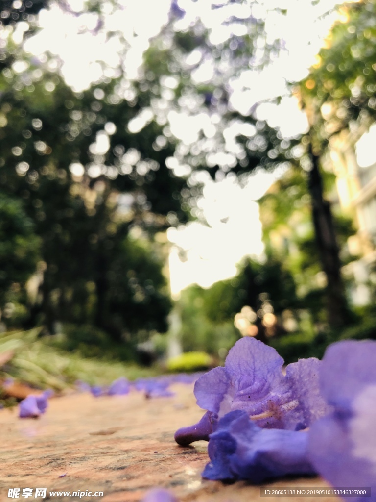 蓝花楹