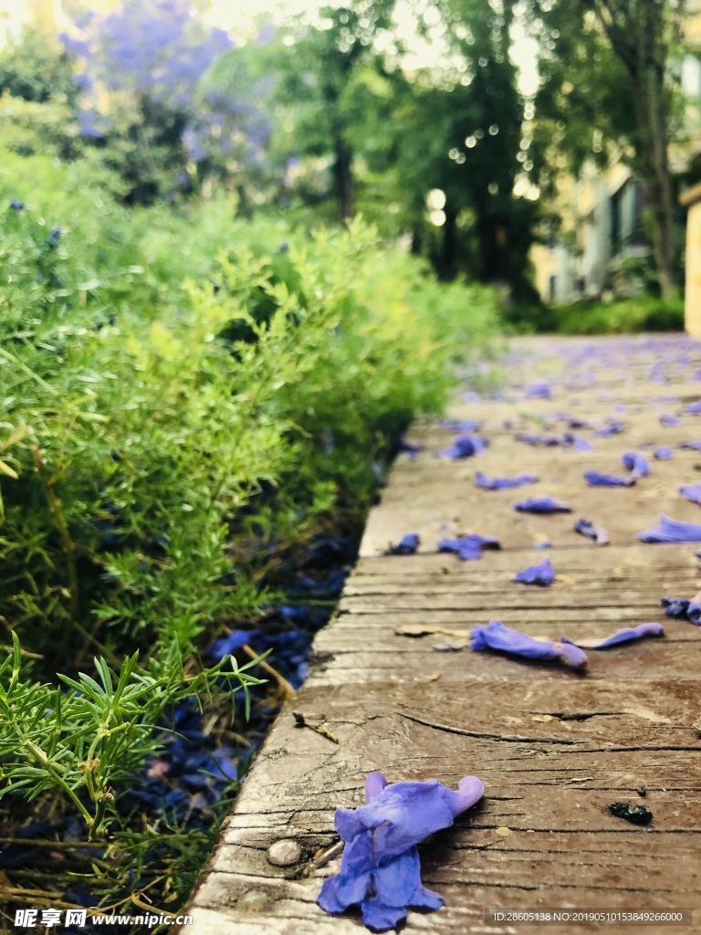 蓝花楹