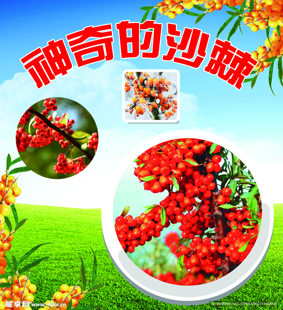 神奇的沙棘