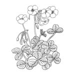 花卉