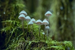 苔藓