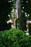 苔藓