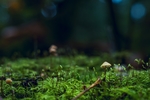 苔藓