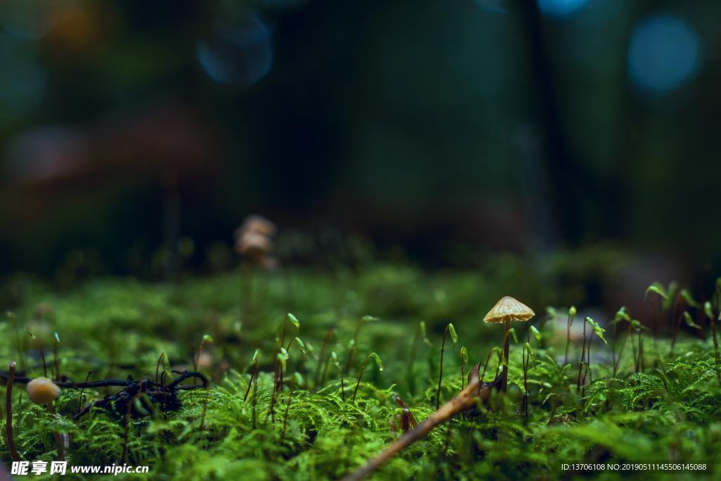 苔藓