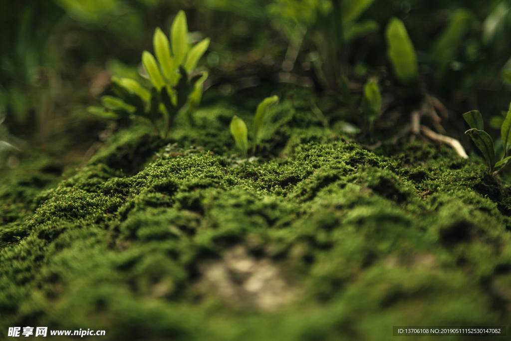 苔藓