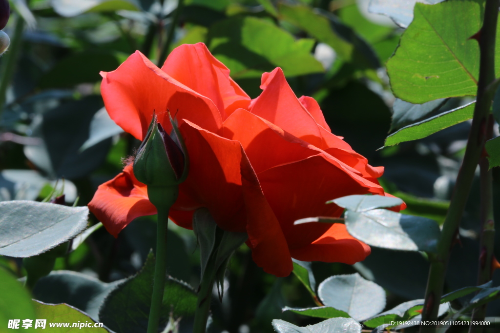 月季花