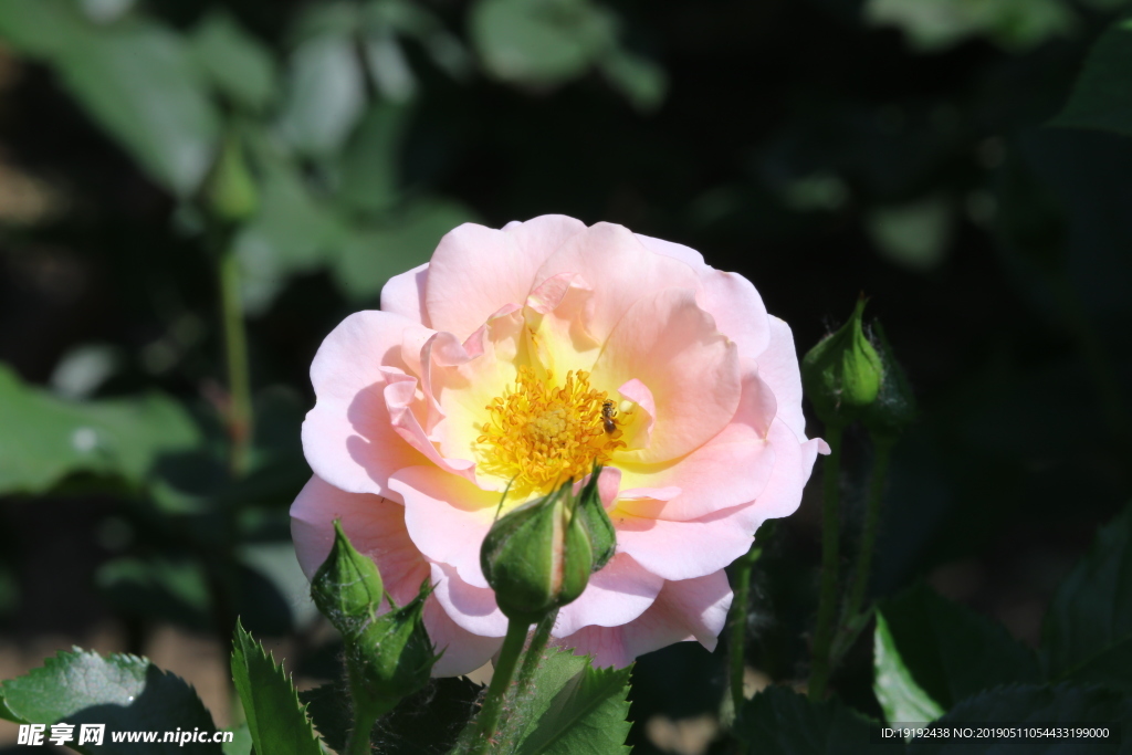 月季花
