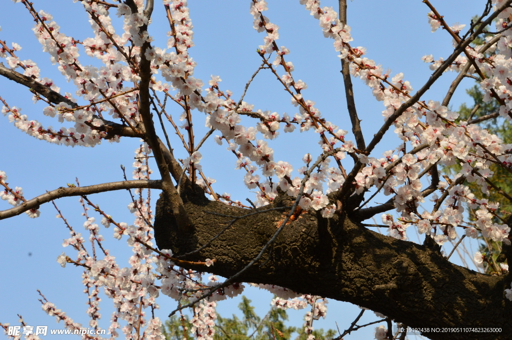 天坛古杏花