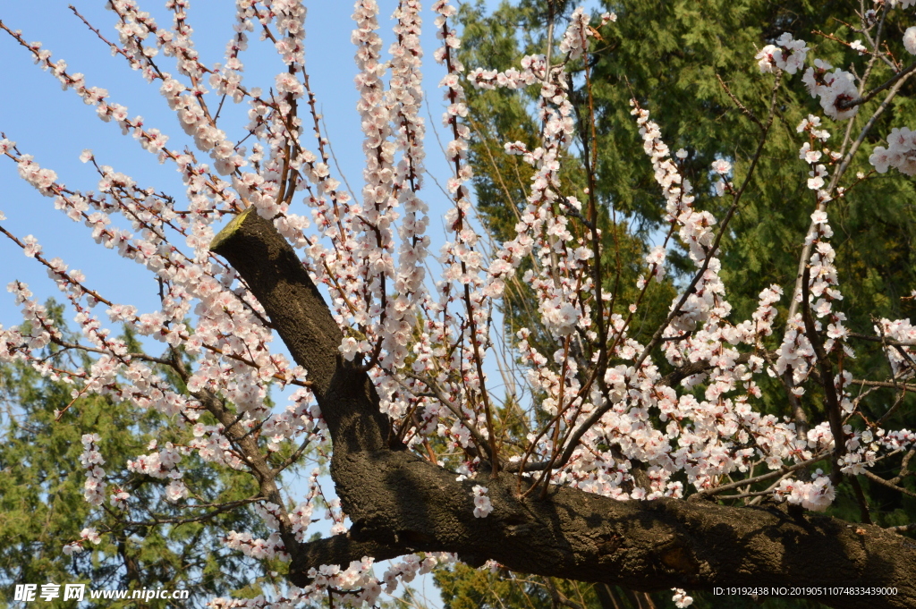 天坛古杏花