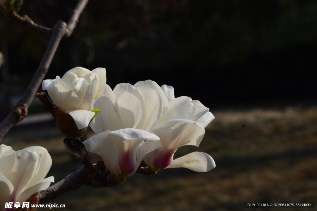 玉兰花