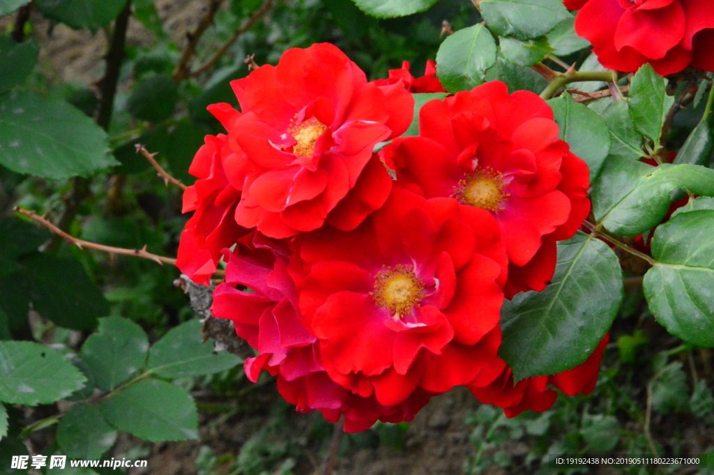 月季花