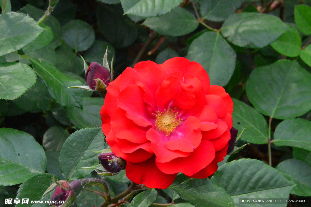 月季花