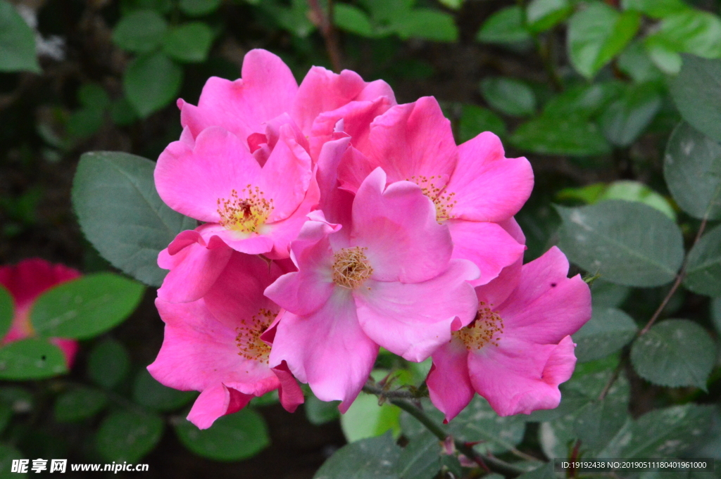月季花