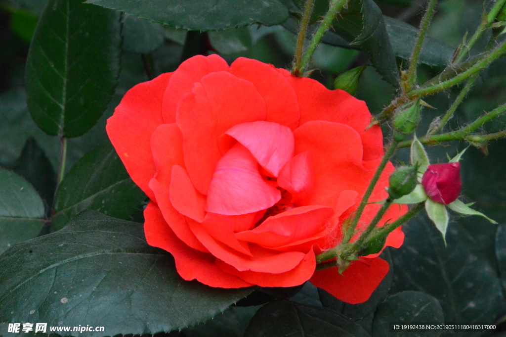 月季花