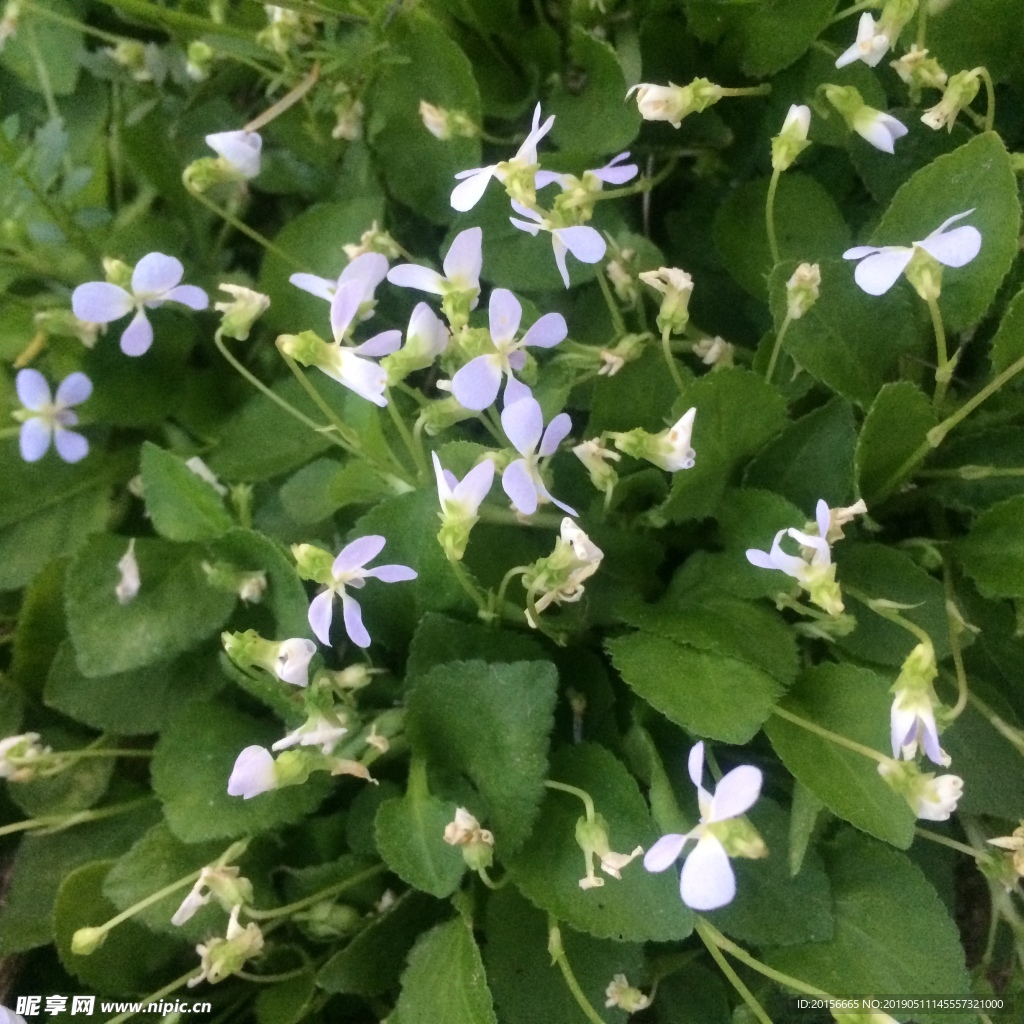 小碎花 花朵 小图案 背景纹路