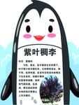 树牌