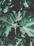 绿色植物  树叶