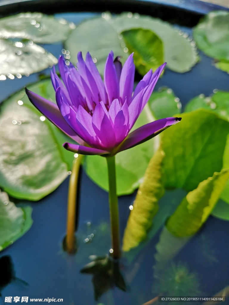 花