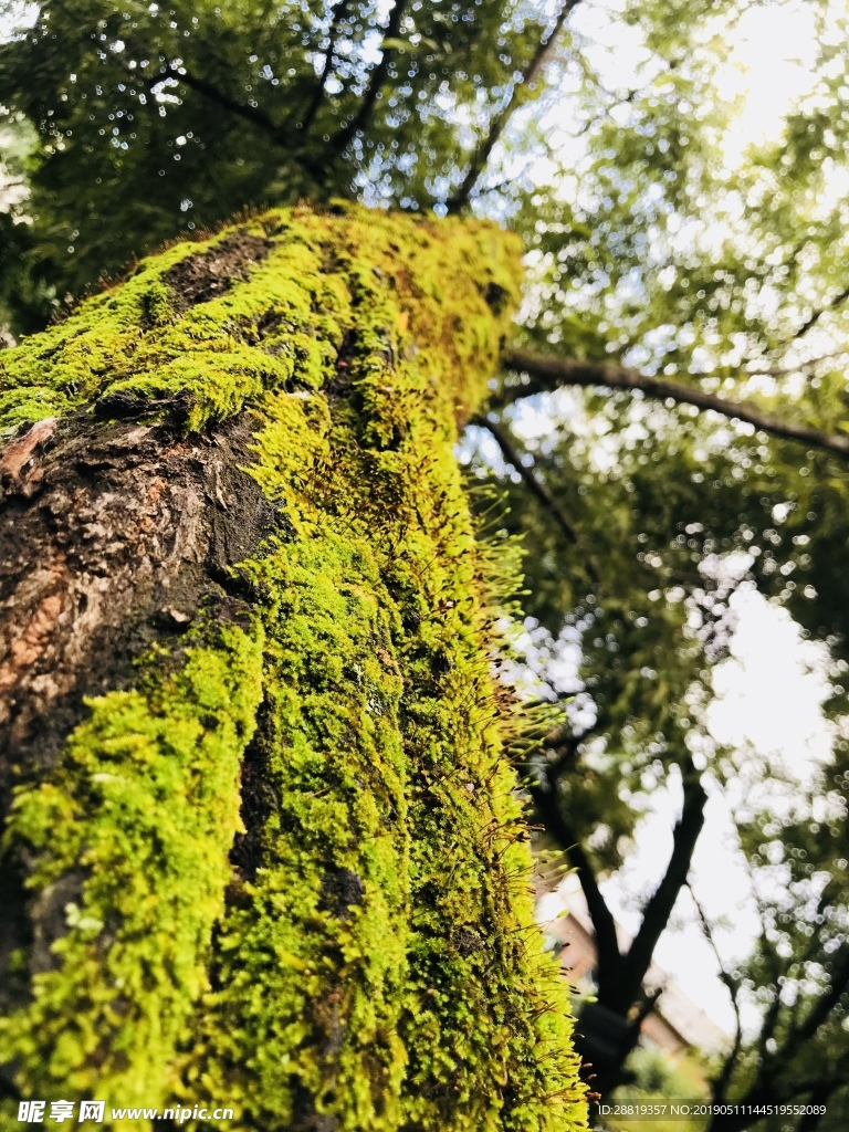 绿色植物