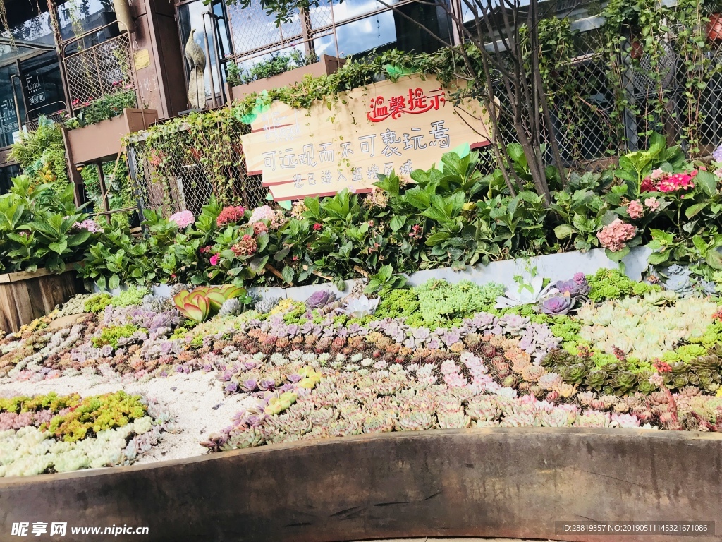 多肉植物