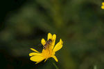 野花引蜂