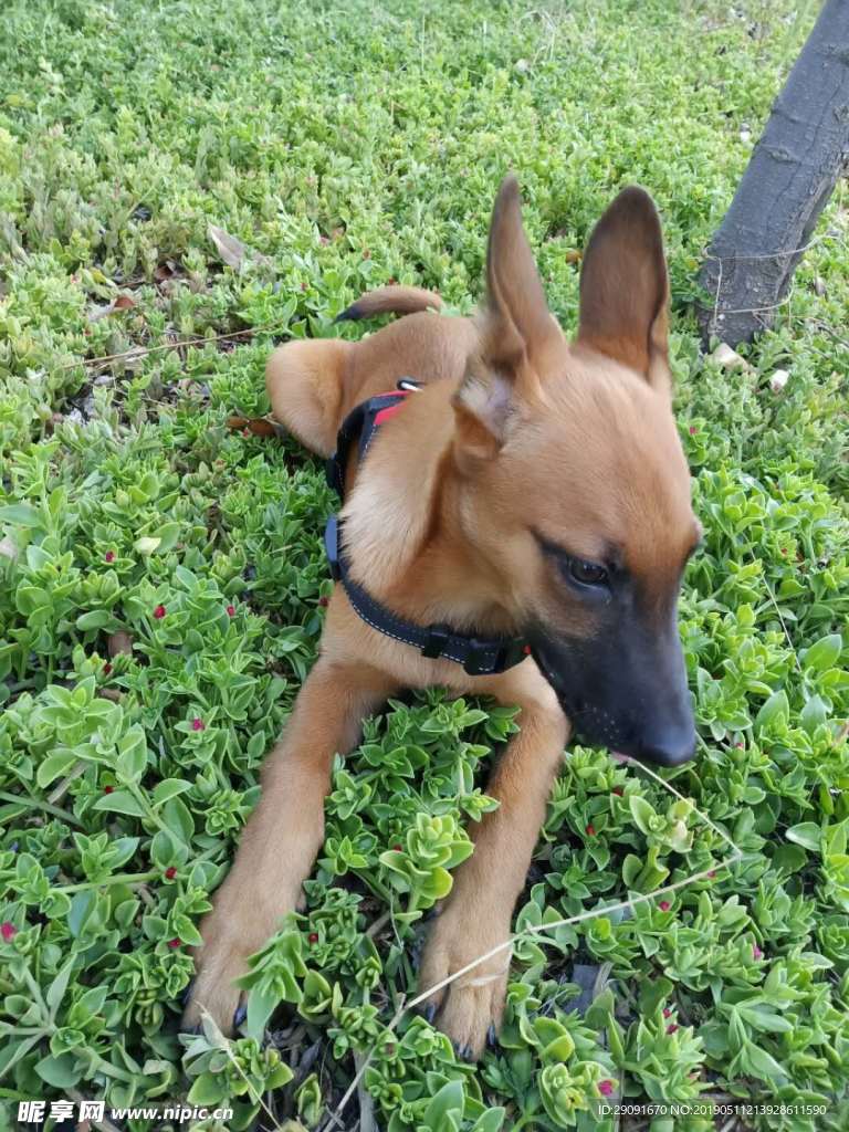 马犬