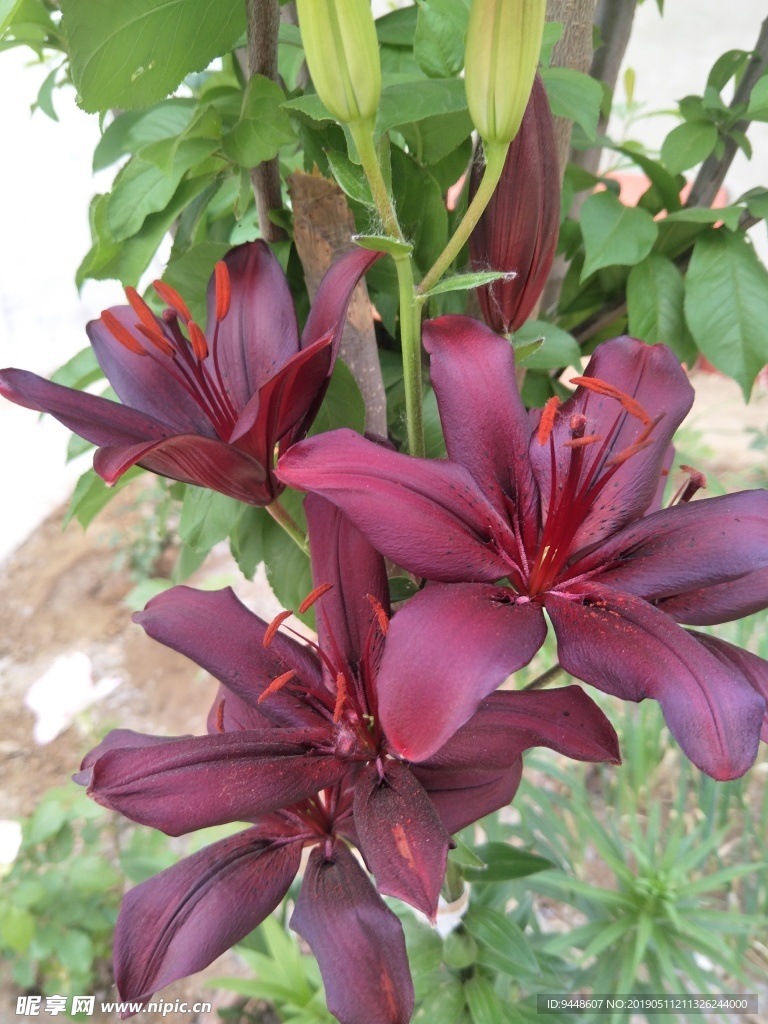 百合花