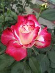 月季花