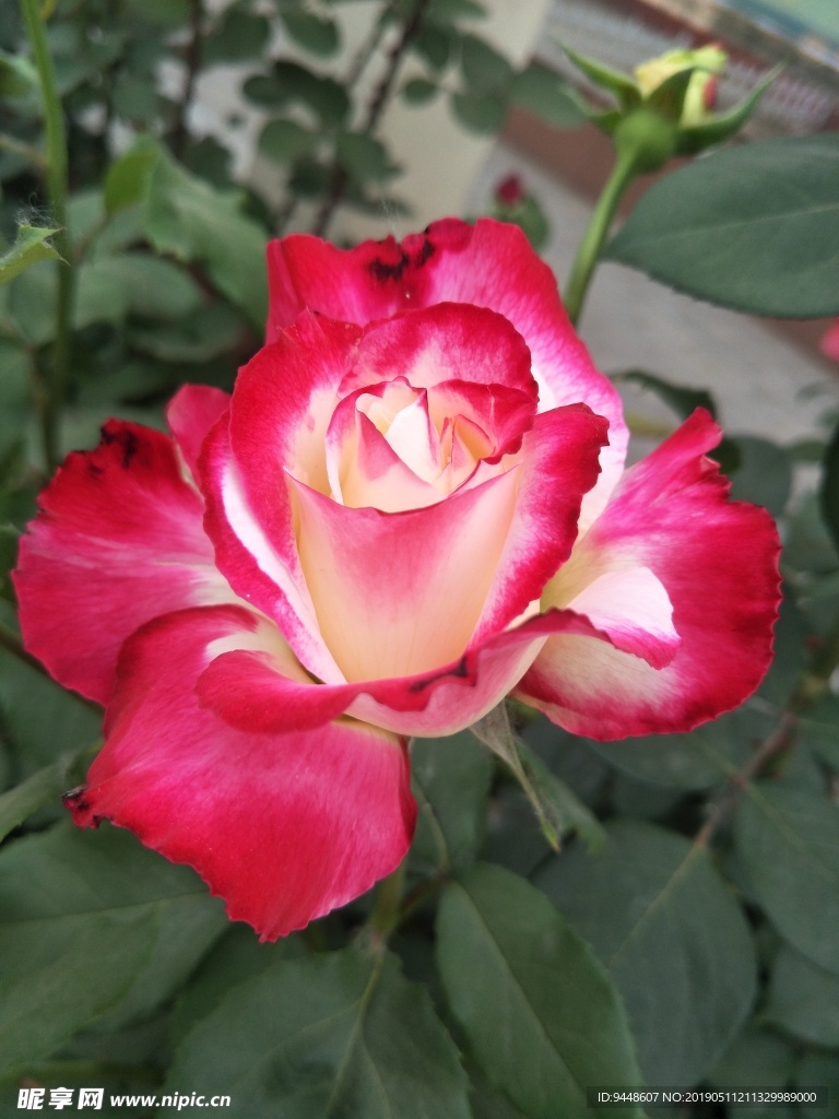 月季花
