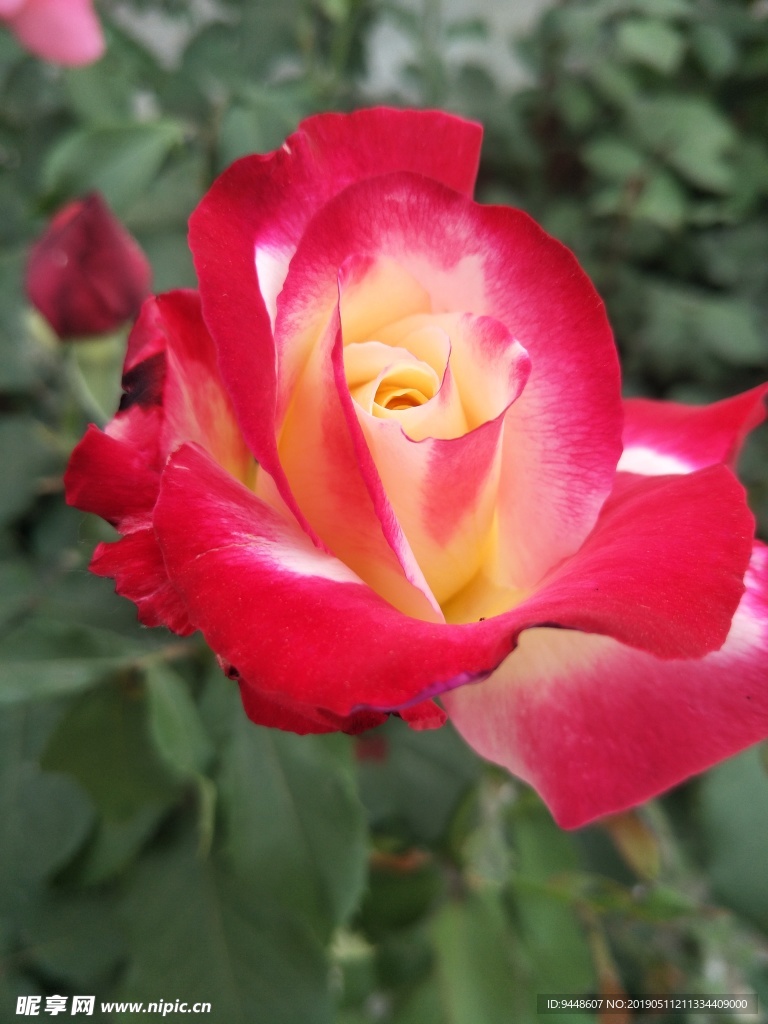 月季花