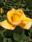 月季花