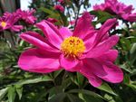芍药花