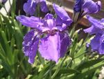 鸢尾花