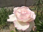 月季花