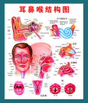 耳鼻喉结构