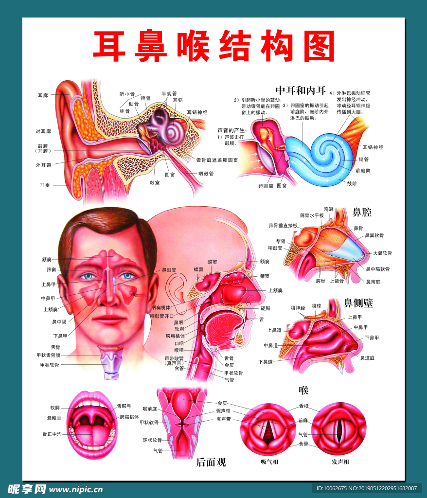 耳鼻喉结构