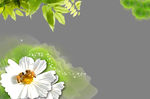 小花蜜蜂