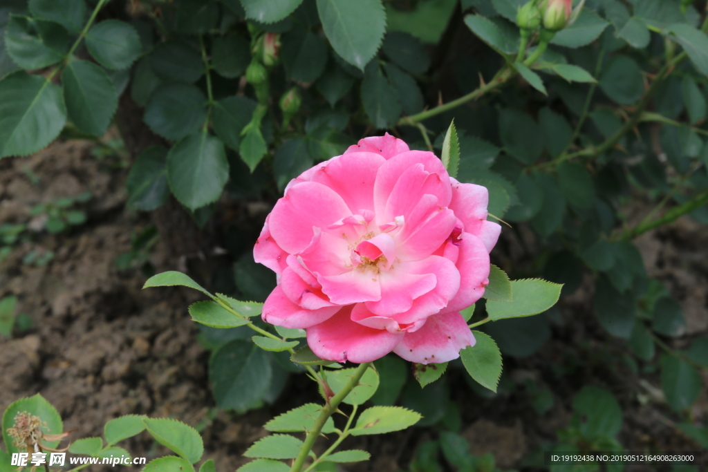 月季花