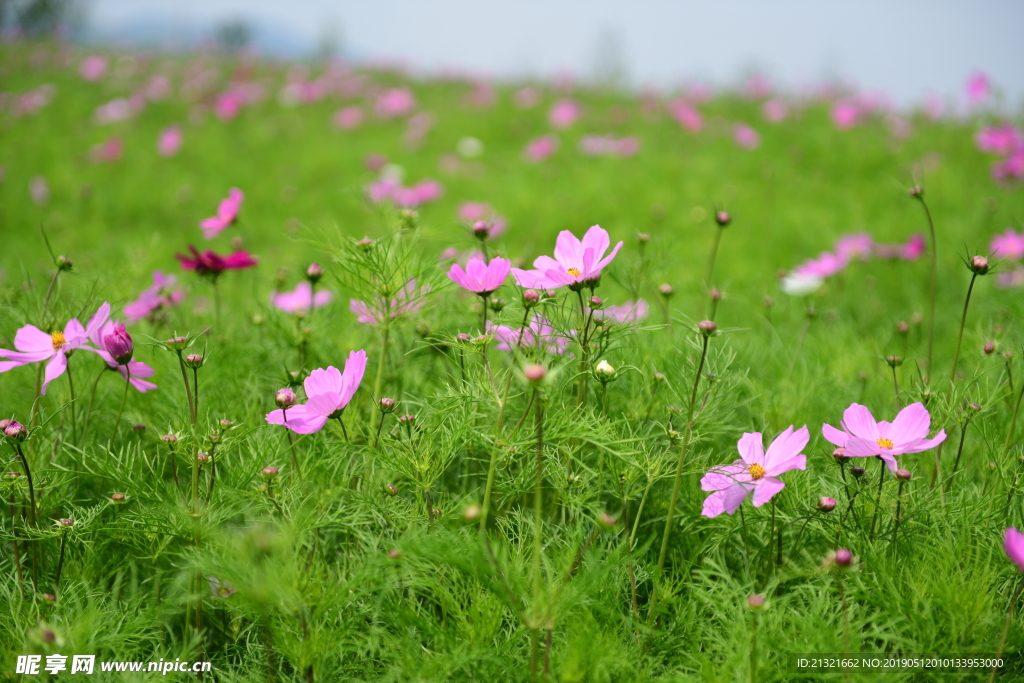 格桑花