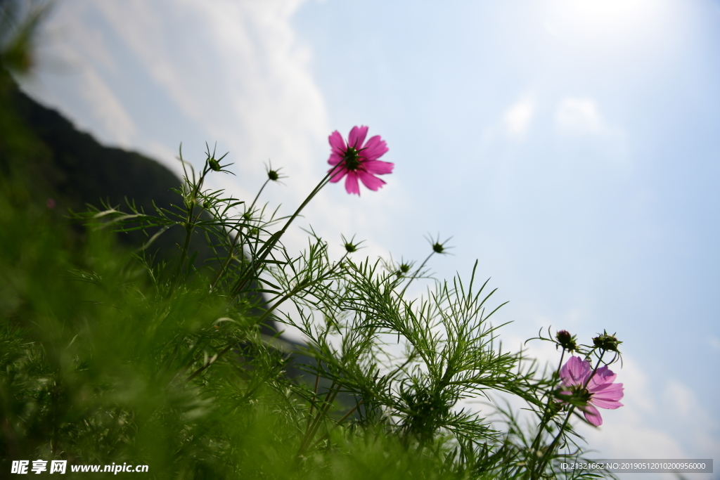 格桑花