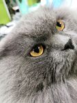 猫灰猫 猫咪 懒猫