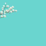 玉兰花枝