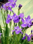 鸢尾花