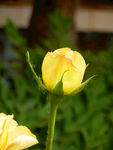 月季花