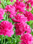 芍药花