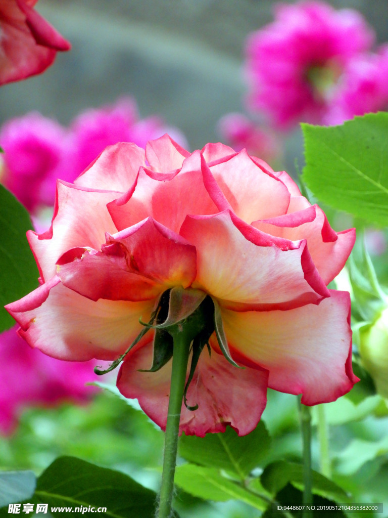 月季花